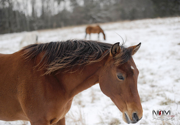 winter-image-17